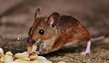 24 Hour & Emergency Exterminators in Ely Colony, NV